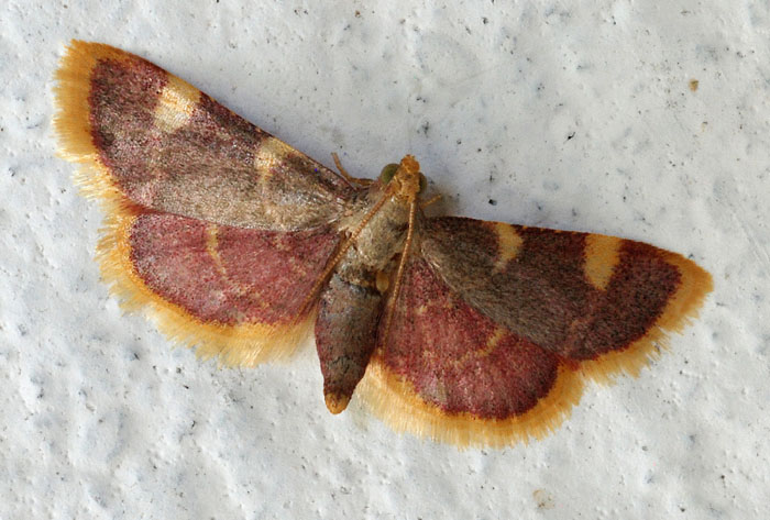 Pyralidae 3